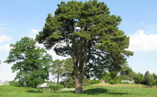 3. SVENCIULISKIU _pusis.jpg